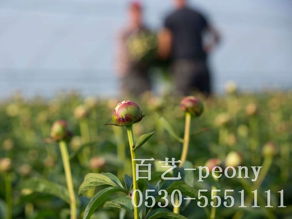 國(guó)外合作基地