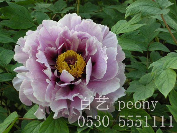 藍寶石