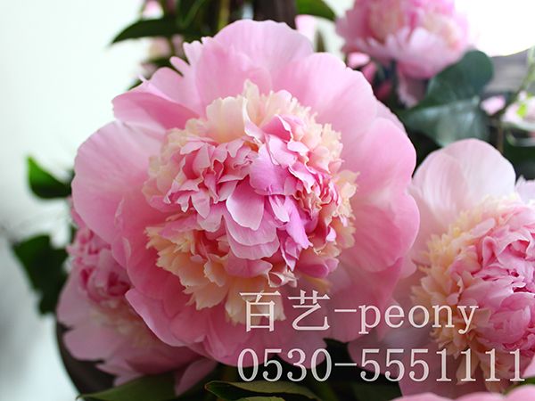 天 使臉頰