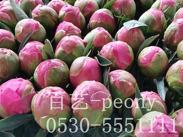 進(jìn)口品種切花