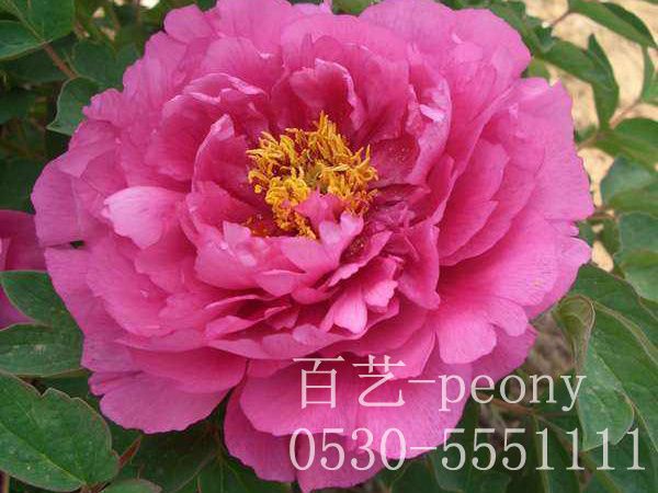 滿(mǎn)江紅