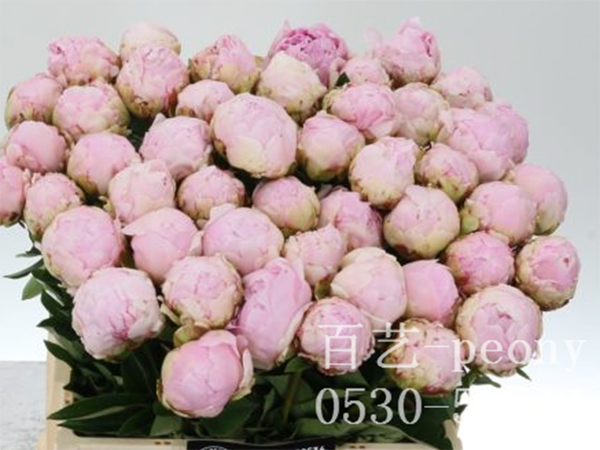 枕邊語切花