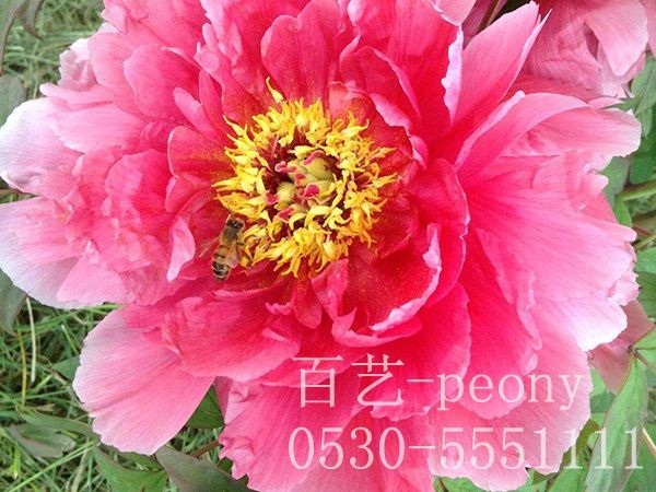 牡丹苗嫁接時(shí)有哪些技巧
